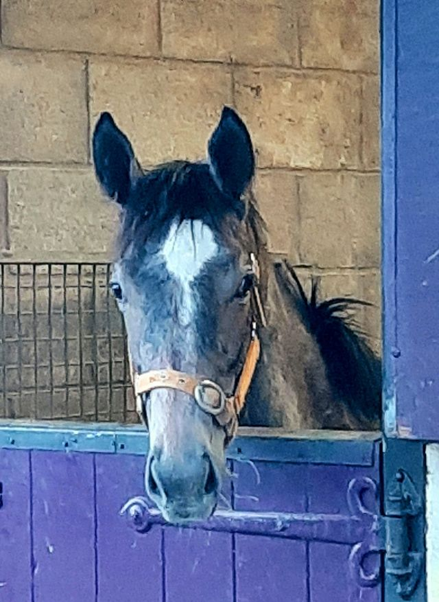Eskdale_Stud's tweet photo. Meet the Team of 2023
Miss Misha by #Dartmouth out of #GracefulLegend
Miss Snow by #Logician out of #LifeboatMona
Mr Ferdinand by #WalkInThePark out of #Anythingforlove
A team we're expecting a lot of, they sure have the pedigree for it πͺ
@rpbloodstock @shadeoakstud @grangestud https://t.co/m4vJK1SmMO