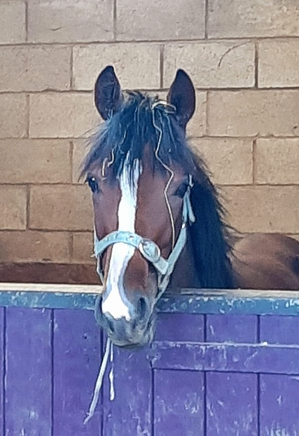 Eskdale_Stud's tweet photo. Meet the Team of 2023
Miss Misha by #Dartmouth out of #GracefulLegend
Miss Snow by #Logician out of #LifeboatMona
Mr Ferdinand by #WalkInThePark out of #Anythingforlove
A team we're expecting a lot of, they sure have the pedigree for it πͺ
@rpbloodstock @shadeoakstud @grangestud https://t.co/m4vJK1SmMO