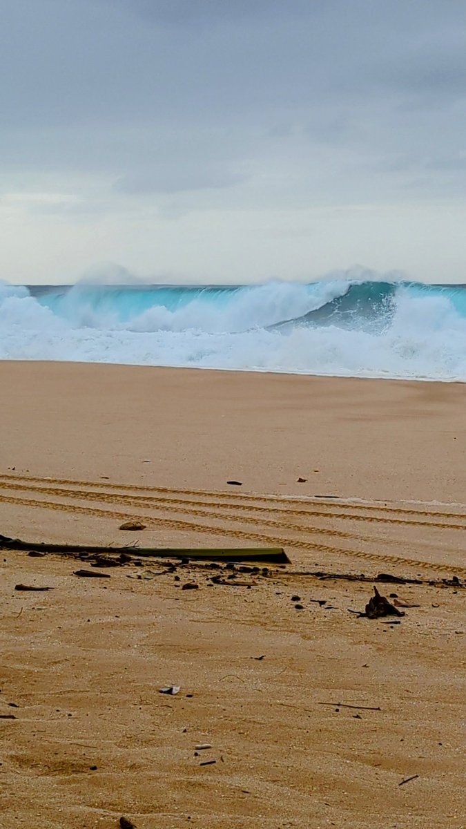 FitLifeTravel's tweet image. Beaches closed, dangerous surf, Big Waves at North Shore. And this beauty! 

#Hawaii #traveltribe
#surf #northshore #bigwaves