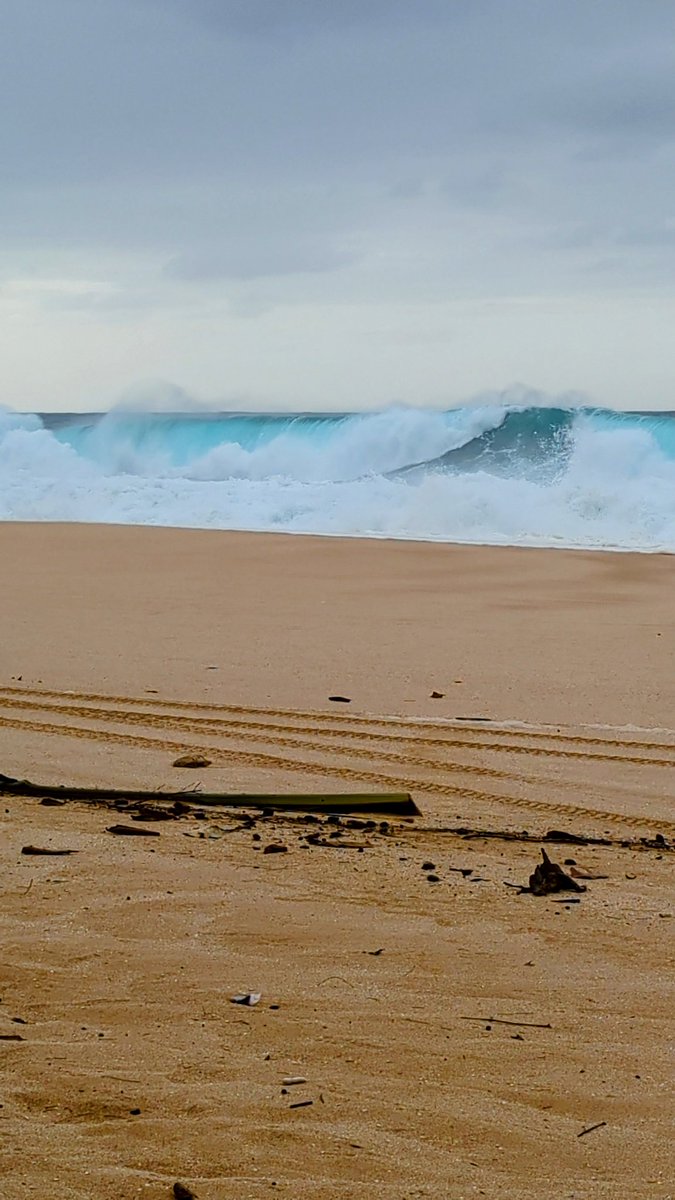 Beaches closed, dangerous surf, Big Waves at North Shore. And this beauty! 

#Hawaii #traveltribe
#surf #northshore #bigwaves