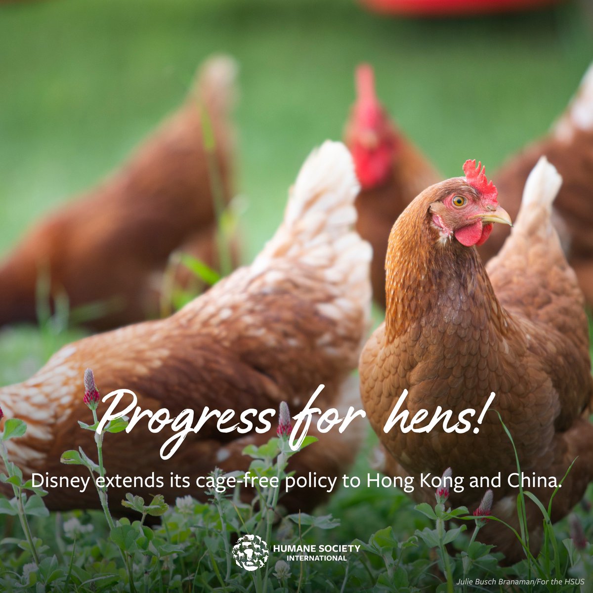 Mickey Mouse is stepping up for hens! Walt Disney Parks &amp; Resorts is extending its cage-free egg policy to its Shanghai and Hong Kong locations.

HSI Farm Animals has worked with Disney towards this policy and will continue working with them to support implementation and create a