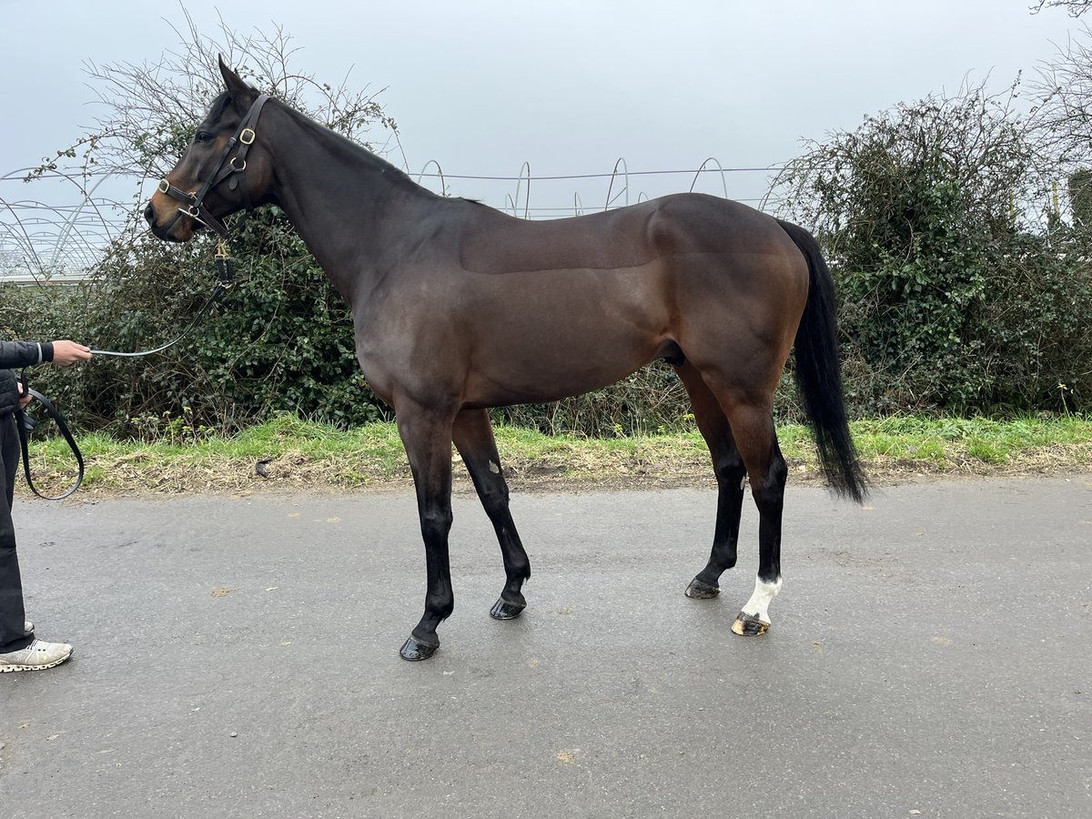 “My best value purchase in years” Last chance to get involved in recent purchase Shoot to Kill in training with @adomcguinness1. 5% shares now available at €2,375 inclusive of 12 months training fees. Email stephen@shamrockthoroughbreds.com to secure your share