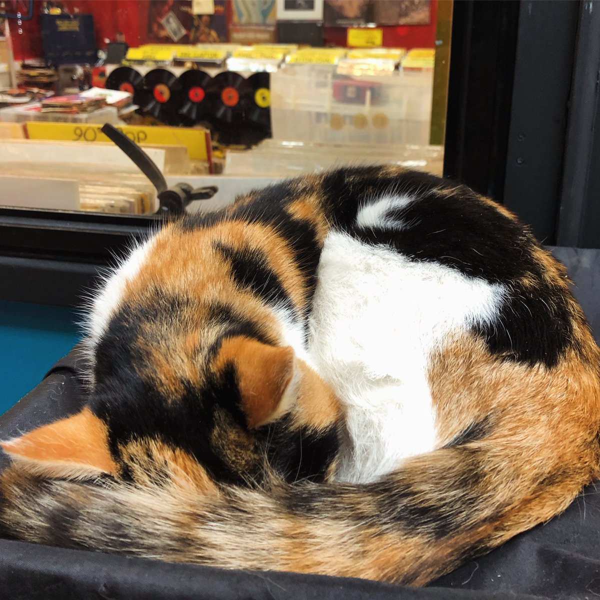 Sleepy @TootingMarket cat by the racks at ‘Dr. Vinyl’ this afternoon 🐾