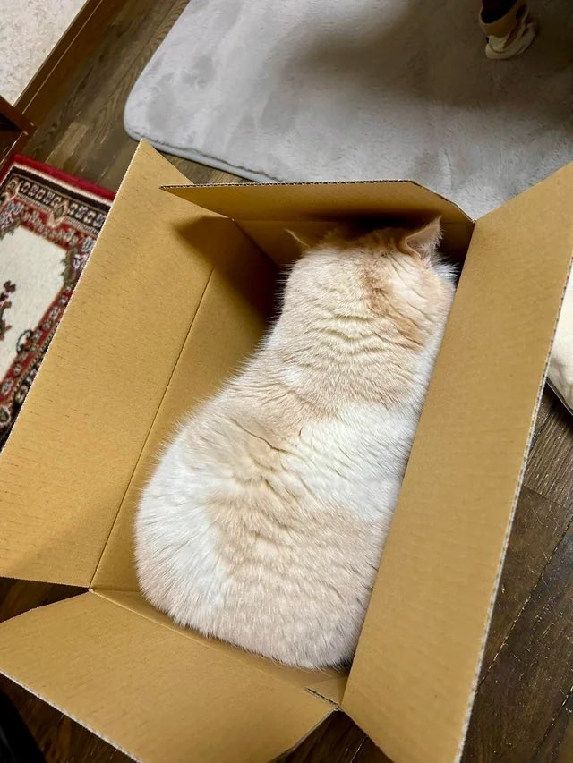 CatsInsideBox's tweet image. 