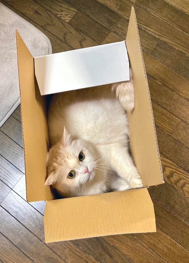 CatsInsideBox's tweet image. 