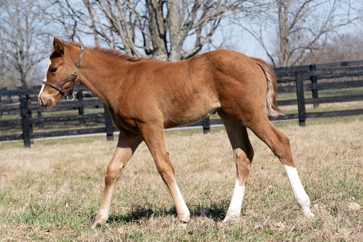 coolmoreamerica's tweet photo. Today’s #FeatureFoalFriday is this cracking filly by Eclipse Award-winning Champion 3-Year-Old, EPICENTER o/o Stakes placed mare Peaceful (Declaration of War).
Bred by Twin Creeks Farm.

#HomeOfChampions
#CoolmoreSires https://t.co/fUXERmus6F