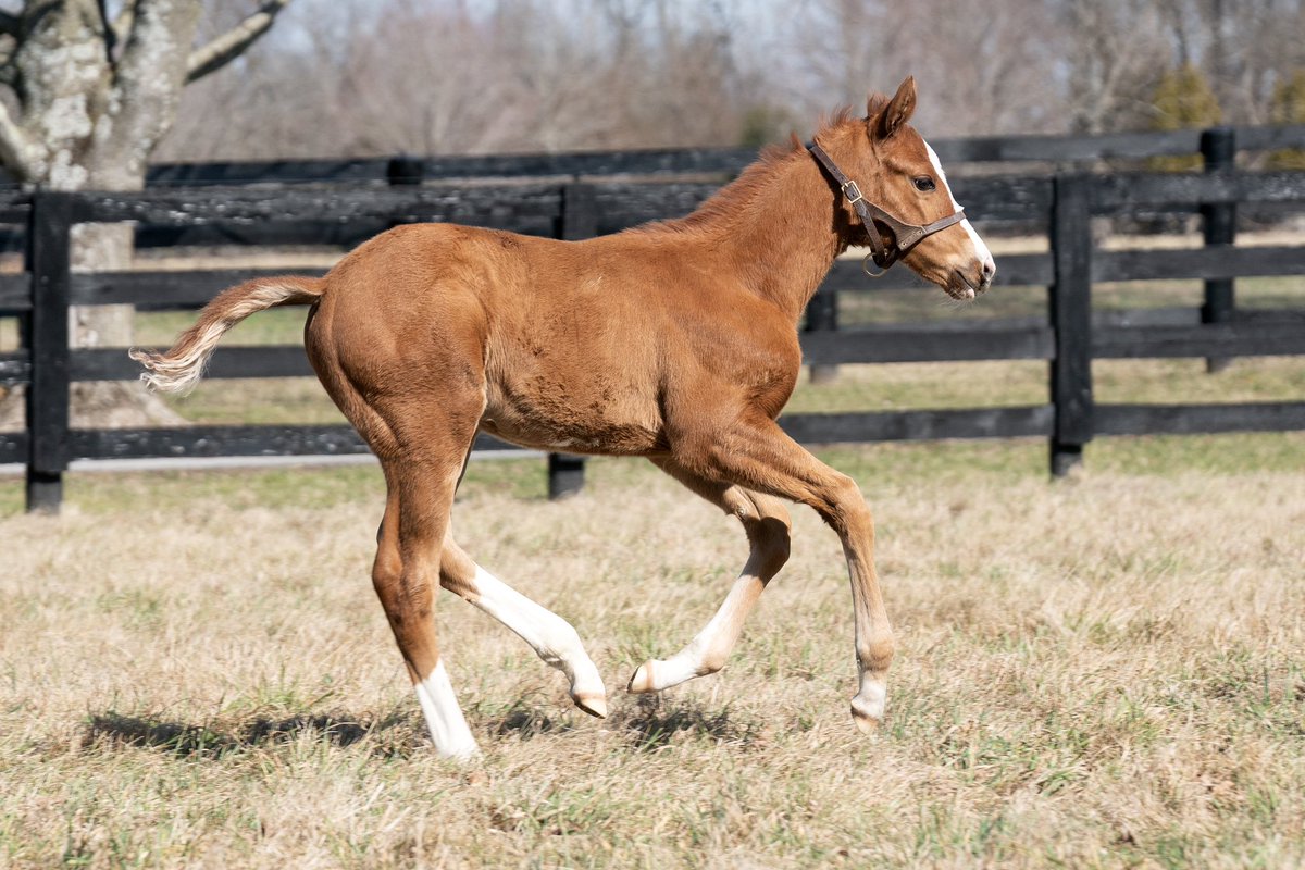 coolmoreamerica's tweet photo. Today’s #FeatureFoalFriday is this cracking filly by Eclipse Award-winning Champion 3-Year-Old, EPICENTER o/o Stakes placed mare Peaceful (Declaration of War).
Bred by Twin Creeks Farm.

#HomeOfChampions
#CoolmoreSires https://t.co/fUXERmus6F