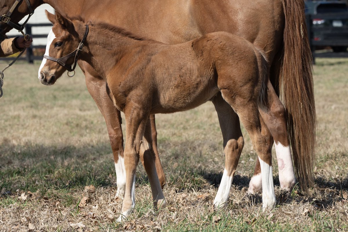 coolmoreamerica's tweet photo. Today’s #FeatureFoalFriday is this cracking filly by Eclipse Award-winning Champion 3-Year-Old, EPICENTER o/o Stakes placed mare Peaceful (Declaration of War).
Bred by Twin Creeks Farm.

#HomeOfChampions
#CoolmoreSires https://t.co/fUXERmus6F