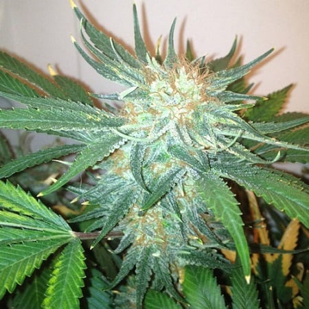SensibleSeeds's tweet image. sensibleseeds.com/jordan-of-the-…
#SensibleSeeds
#CannabisSeeds
#feminizedseeds
#jordanoftheislandseeds
#weedstagram
#jordanoftheisland
#jordan
#CannabisCulture
#godbud
#OutdoorGrow
#bcbigbud
#SeedCollection
#seedpack
#fruityflavors
#godbudseeds
#bcbigbudregular
#SeedShopping
#cerebral