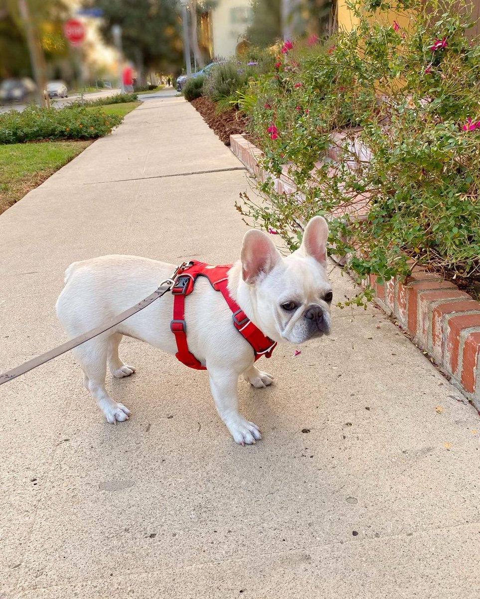 dominicanpapi3's tweet photo. when walking with my pet https://t.co/XPusjaebl5