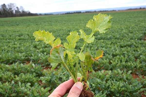 Pluies hivernales : un risque accru de carence en #soufre pour le #colza. Le colza est  sensible aux carences  à cet élément. De par le contexte pluvieux de l’année, il est primordial de ne pas négliger cet apport.
terresinovia.fr/-/pluies-hiver…