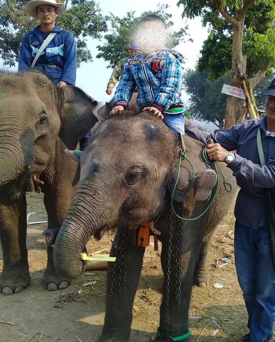 Ness Allan 🐘🐘🐘 tweet media