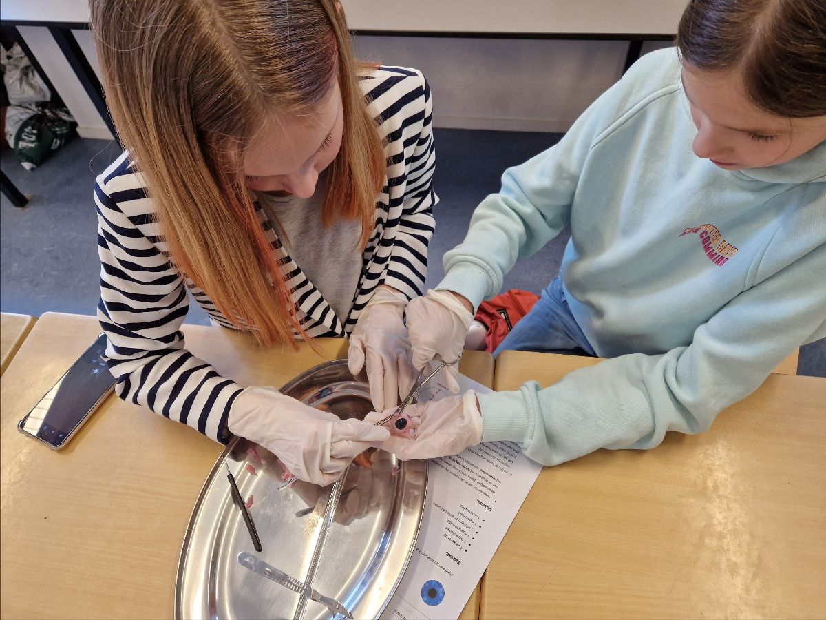 senediever's tweet photo. Oog ontleden. Spannend is  het wel, zo’n eerste #dissectie- #practicum. Tijdens het thema ‘waarnemen’  mochten leerlingen van klas 1 havo/vwo van Stad &amp; Esch Diever zelf  onderzoeken hoe een oog eigenlijk precies in elkaar zit. https://t.co/fA41phtQPM