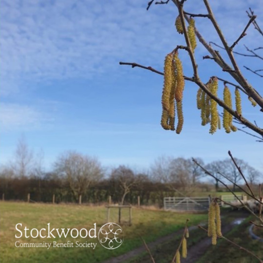 StockwoodCBS's tweet photo. Spring is in the air and the hazel catkins are out all over Rush Farm. Did you know that the word 'catkin' derives from the Dutch 'katteken' meaning kitten? We can't decide if it's cute to have kitten tails draped from every tree branch or not.... https://t.co/Qjxm16hNvH