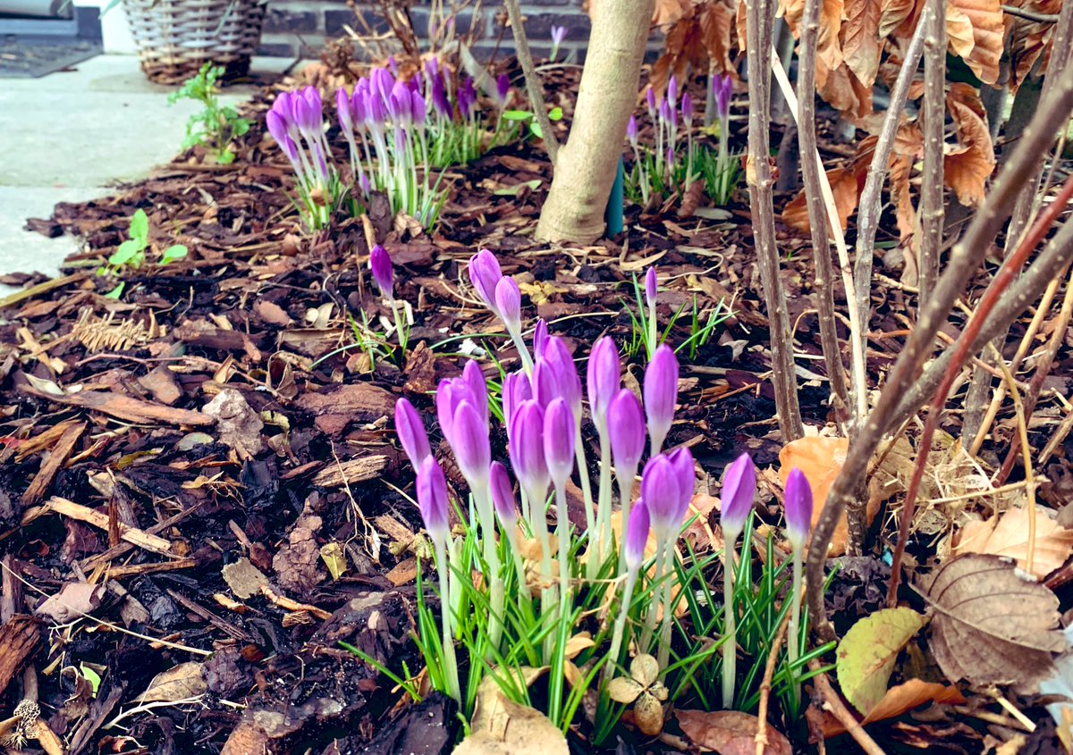hartentwee's tweet photo. Vrolijke kleuren in de voortuin. 😁 #bollen #krokus #voorjaar https://t.co/QyAimEDKga