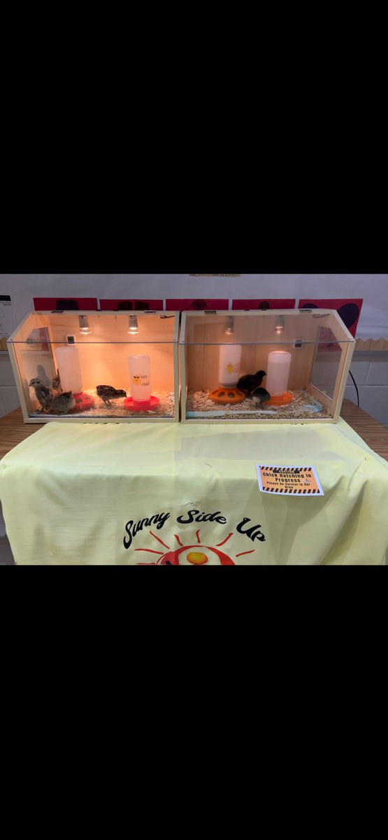 PritchPreKBoyd's tweet photo. Sharing our chicks with our Boyd family after learning about the circle of life! https://t.co/kSiudQ3E8M