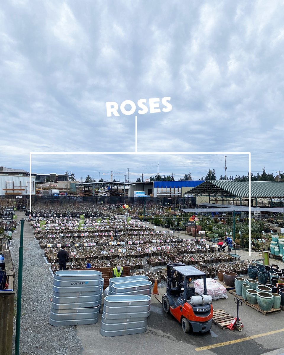 ROSES ARE HERE! All 325 varieties have arrived at Sky and taken over the tree and shrub yard (as you can see from the photo).
Check out our favorite new varieties for 2024 here on the blog: skynursery.com/.../04/new-ros…
And, here is our complete 2024 Rose List:
skynursery.com/roses/#roselist