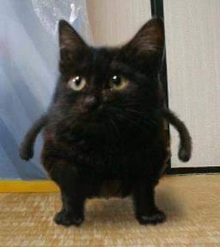 Punch Cat (@punchingcat) on Twitter photo 