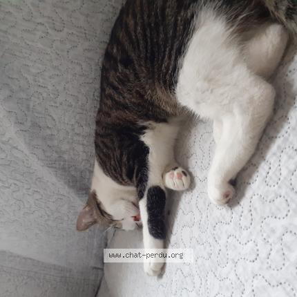 Minou Perdu tweet media