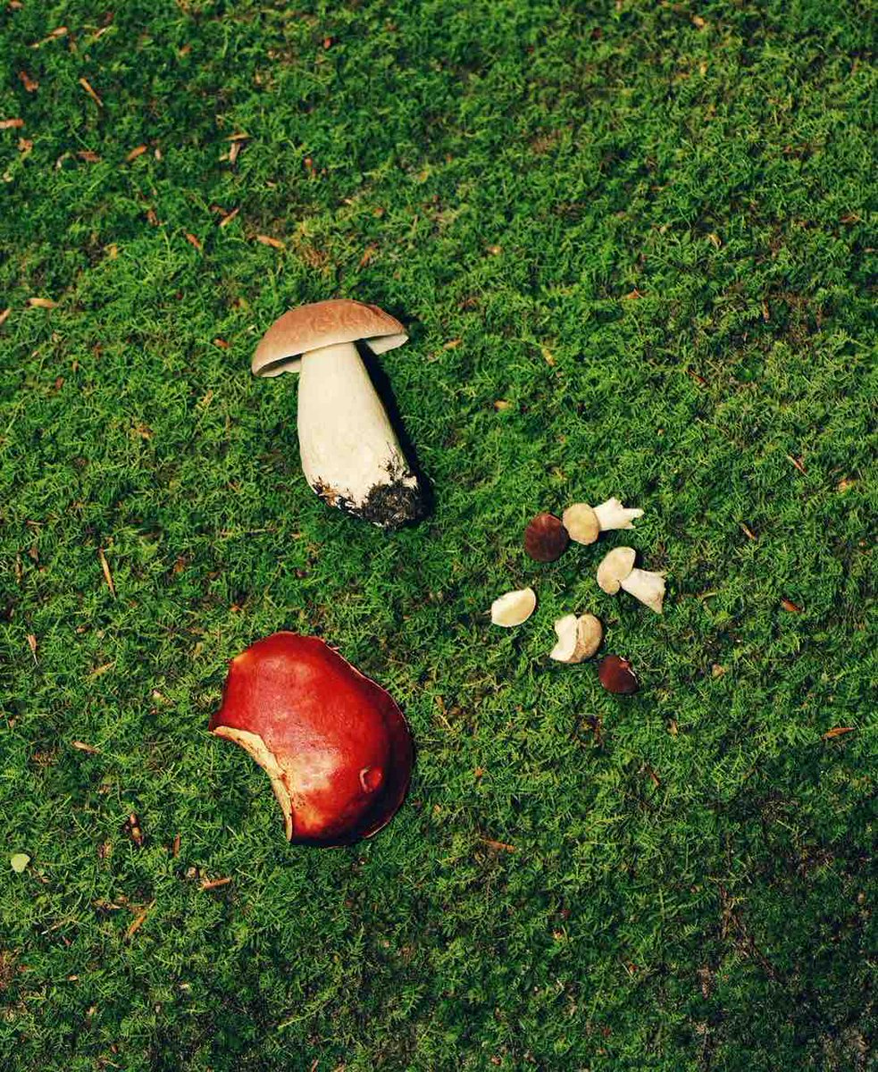 SVAContinued's tweet image. 🌿 Selects from social media photo expert @mollymatalon. Check out her course 🌞 Practicing Artist on Social Media (PHC-3544-OL), see all upcoming courses and/or register for this one at SVA.edu/ce 💖 #photocourse #socialmedia #socialmediamarketing #branding