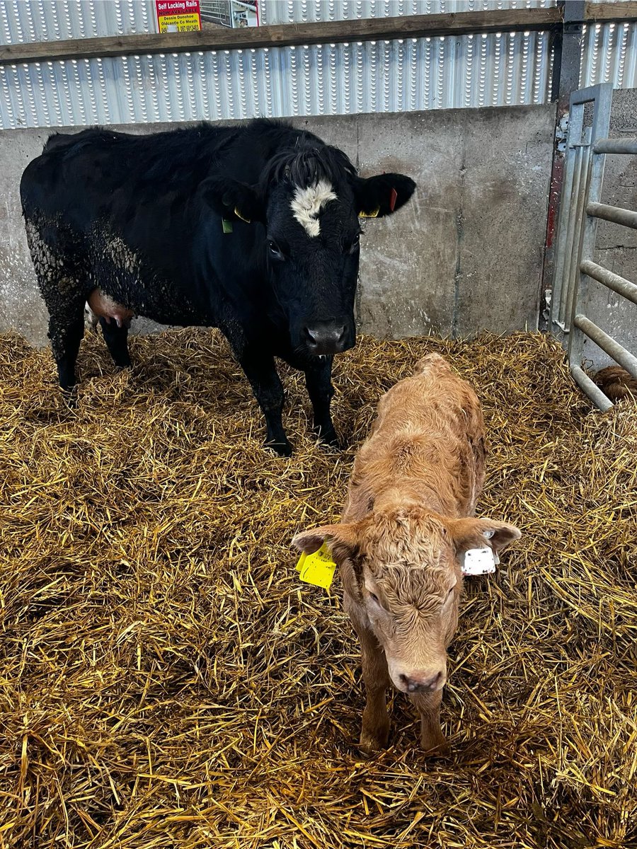 Calving kicked off in the Derrypatrick herd this week with this Whitecliffe Orwell heifer calf weighing 48kg at birth
Orwell €170 on terminal, 5.5% calving difficulty on mature cows, not suitable for heifers at 12.2% CD.
Calved no problem, up and sucking
Only 82 more to go!