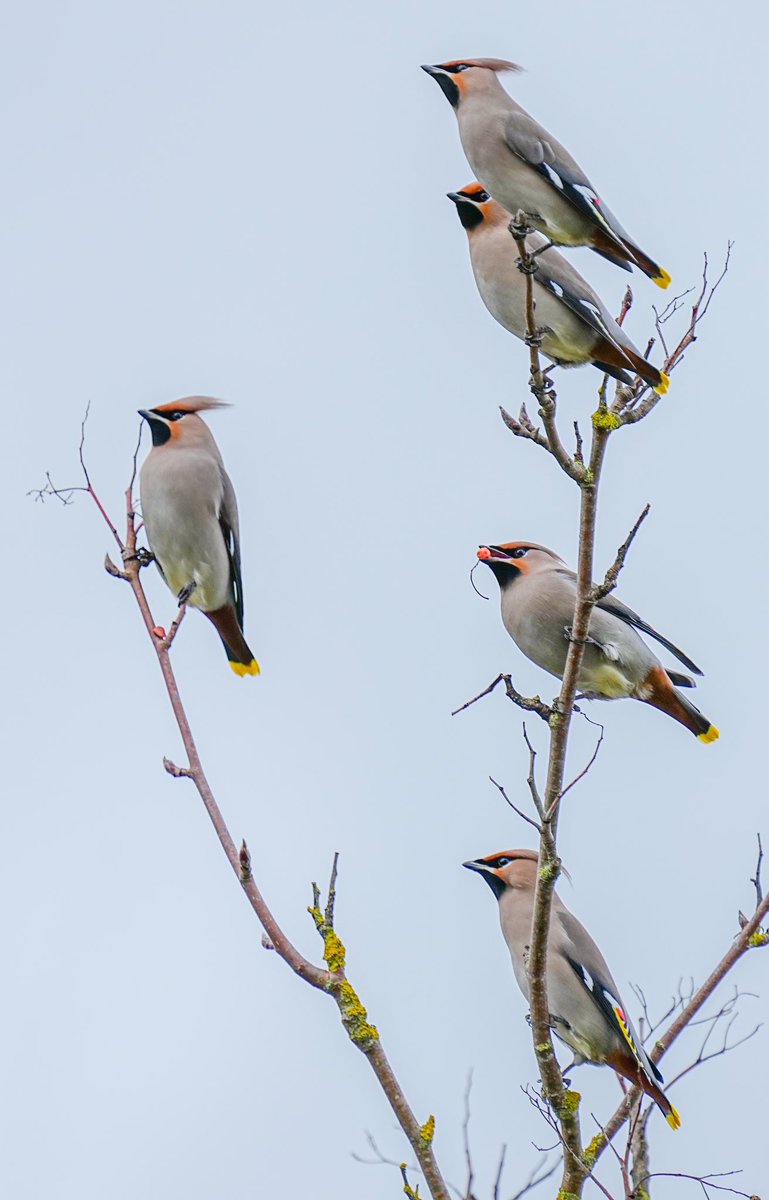 DerekLa31371503's tweet photo. Waxwings came onto our patch today https://t.co/zlsJNp5E9U