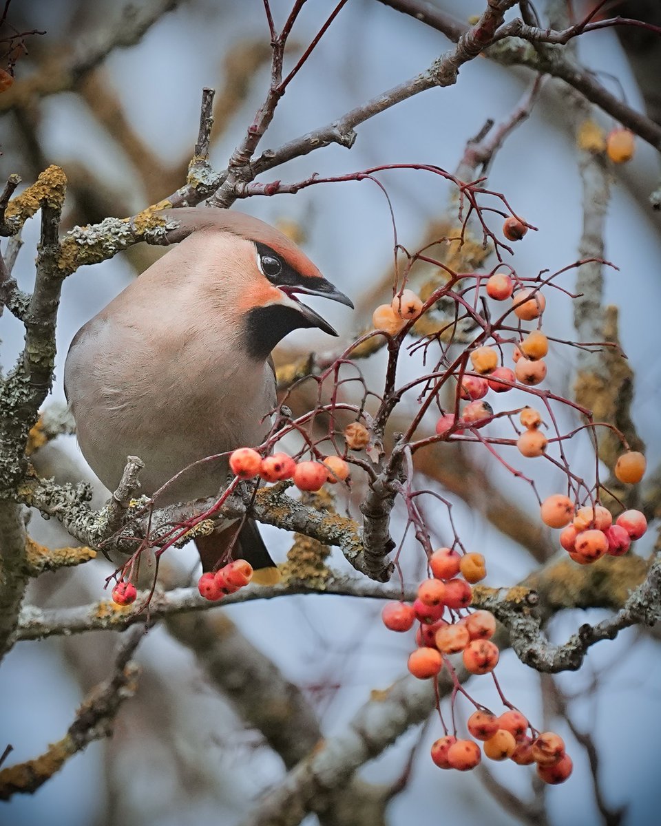 DerekLa31371503's tweet photo. Waxwings came onto our patch today https://t.co/zlsJNp5E9U