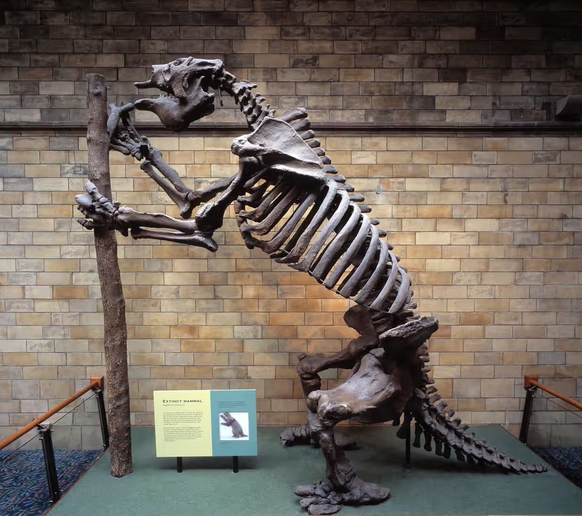 In Argentina in 1832, Charles Darwin collected his first large vertebrate fossil: Megatherium, a giant ground sloth. He soon realized that studying fossils was essential for understanding how evolution worked. #FossilFriday #DarwinDay #DarwinDay2024 #evolution #SciComm
