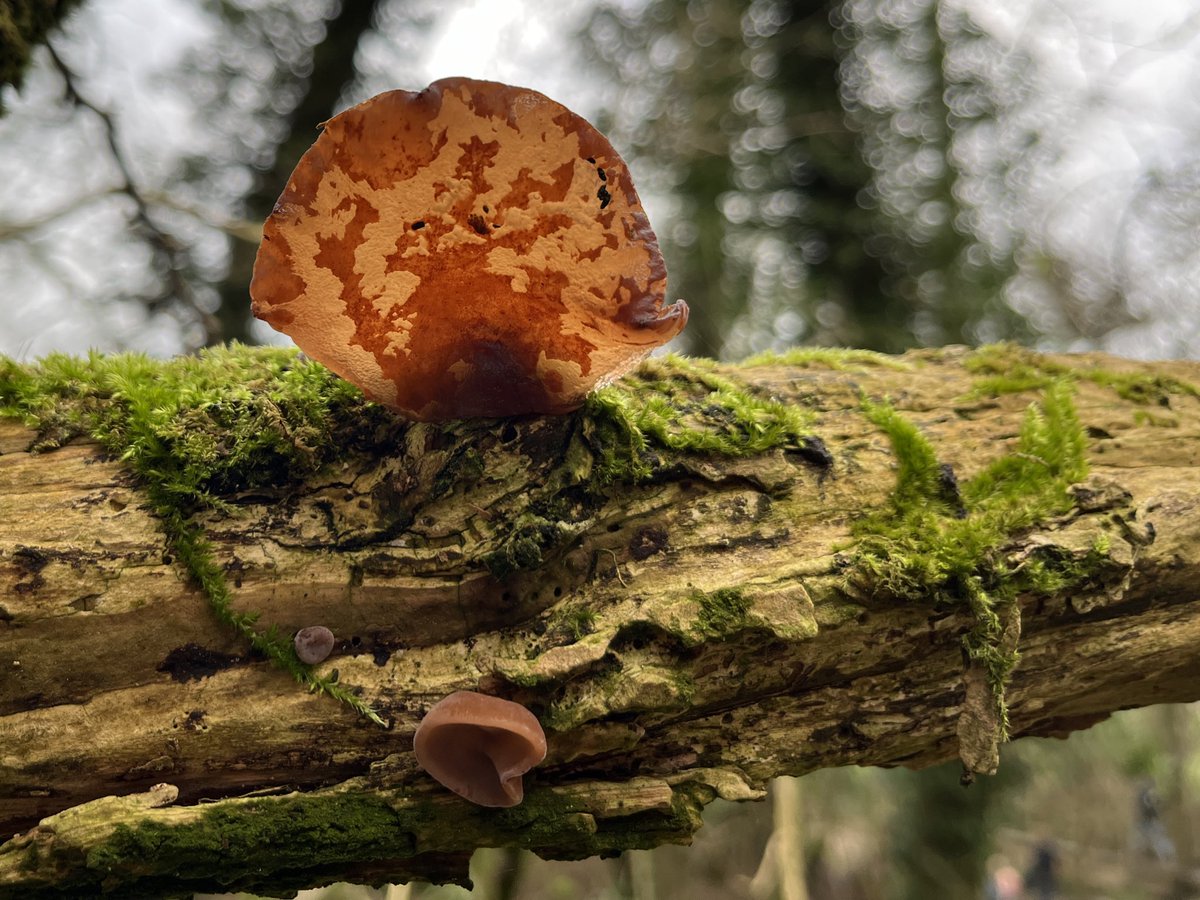 woollenwords's tweet photo. Jelly ear fungus or guppy?
#jellyearfungus #guppy
#gloucestershire #cleevecommon #heartbreakplantation https://t.co/c507hAJtH5