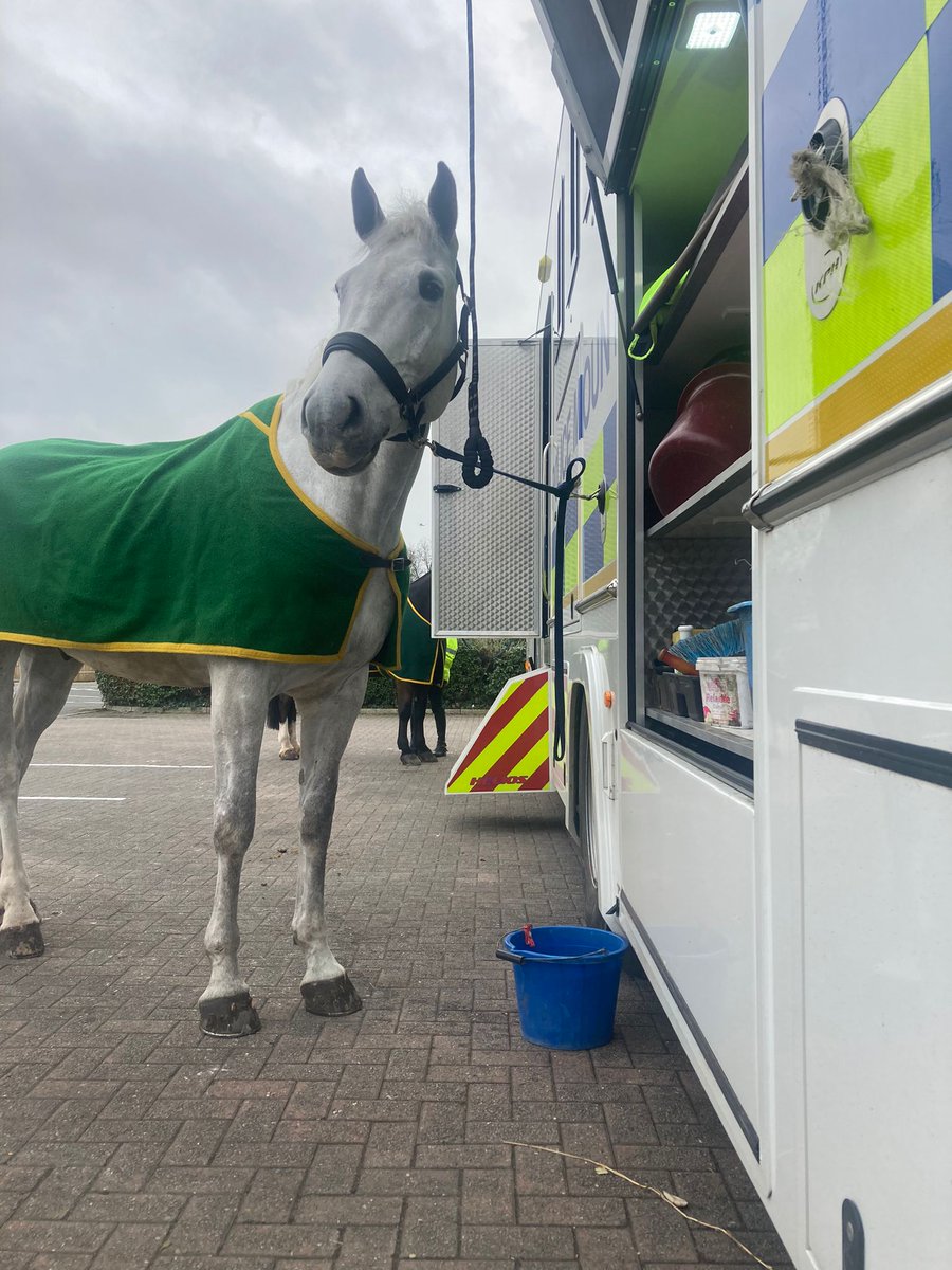 Platinum and Pilton have been patrolling Stapleton Road today, engaging with the community and providing reassurance 🦄🐴 #communityreassurance #mountedpatrols