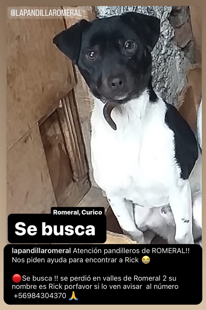 Terrier_Chileno's tweet image. Atencion Romeral, Curico. Se busca a Rick. Macho #TerrierChileno si lo ves o sabes dónde está por favor comunicarte al número del cartel.