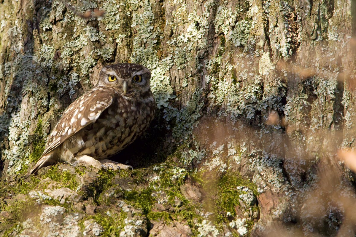 Neil_TFFD's tweet photo. Little Owl in the morning sunshine at Cassiobury Park. @WatfordRspb @Hertsbirds @HMWTBadger @Natures_Voice @Britnatureguide https://t.co/caMFk79T4c