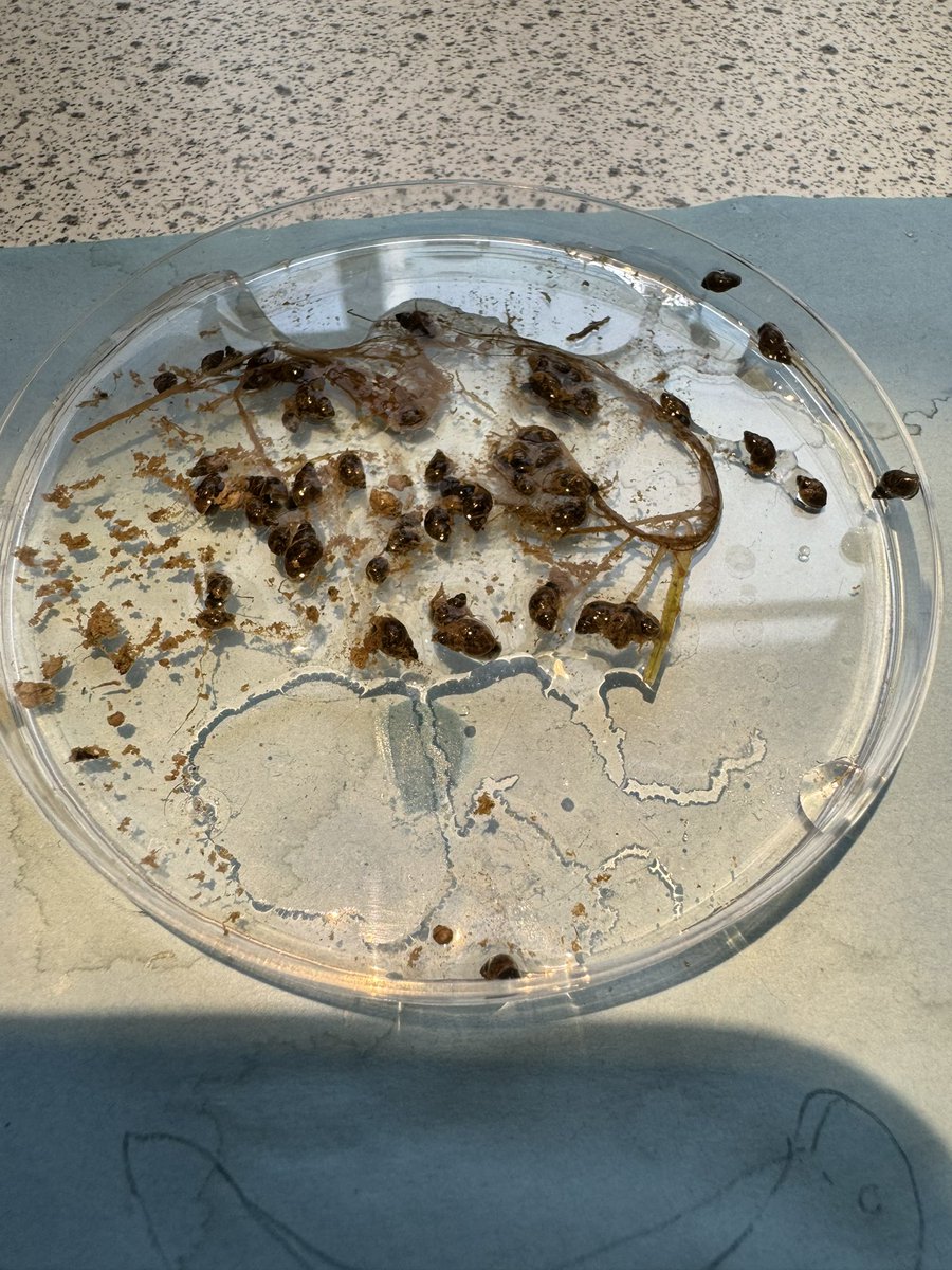 EvansSer's tweet photo. Mild weather = Galba’s out and about…
#FlukeMAP @Chelsea_N_Davis @RhysA_J @AberDLSAGB @BCHCAber @BBSRC #Farming #LiverFluke #Galba #MudSnail https://t.co/2HwHnp2dFz