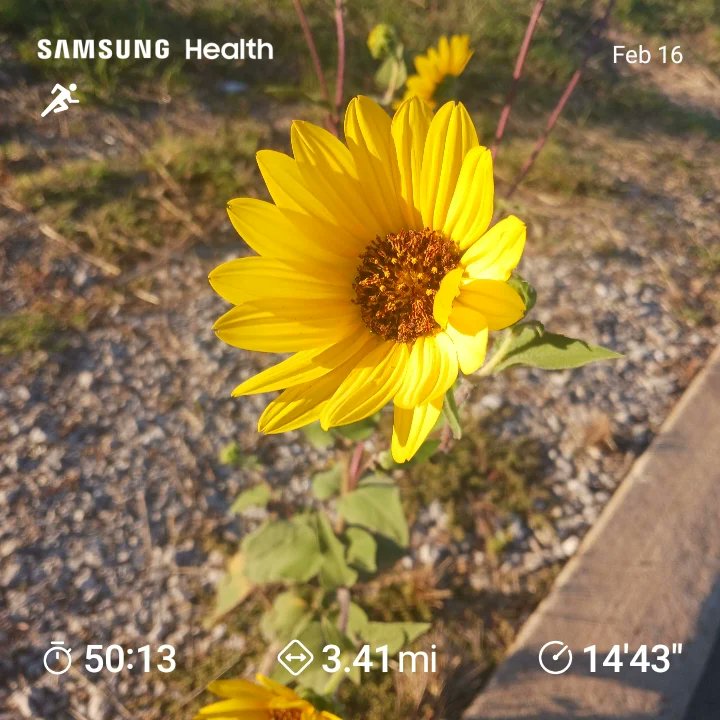 MargeauxSpeaks's tweet photo. First #workout in over a week since getting #sick . Still not 💯 but #grateful to FINALLY be able to #run .😊
#samsung #strava #stravaathlete #riseandgrind #gettinit #morningrun #morningworkout #sexypace #asthma #asthmarunner #asthmatic #Friday #runningcommunity #milestogo 🏃‍♀️ https://t.co/UqQGYi4CaW