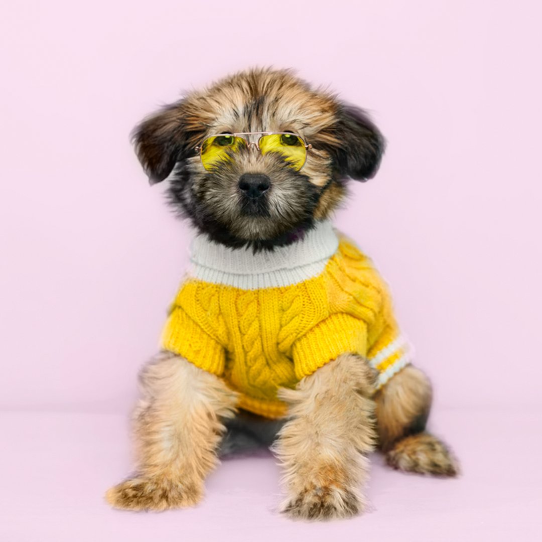 Exciting news from Forever Love Puppies: A new batch of cuddly puppies has just made their debut! This little bundle of joy is ready to fill your life with endless affection and companionship. Visit us now to discover your perfect furry friend among our newest arrivals!