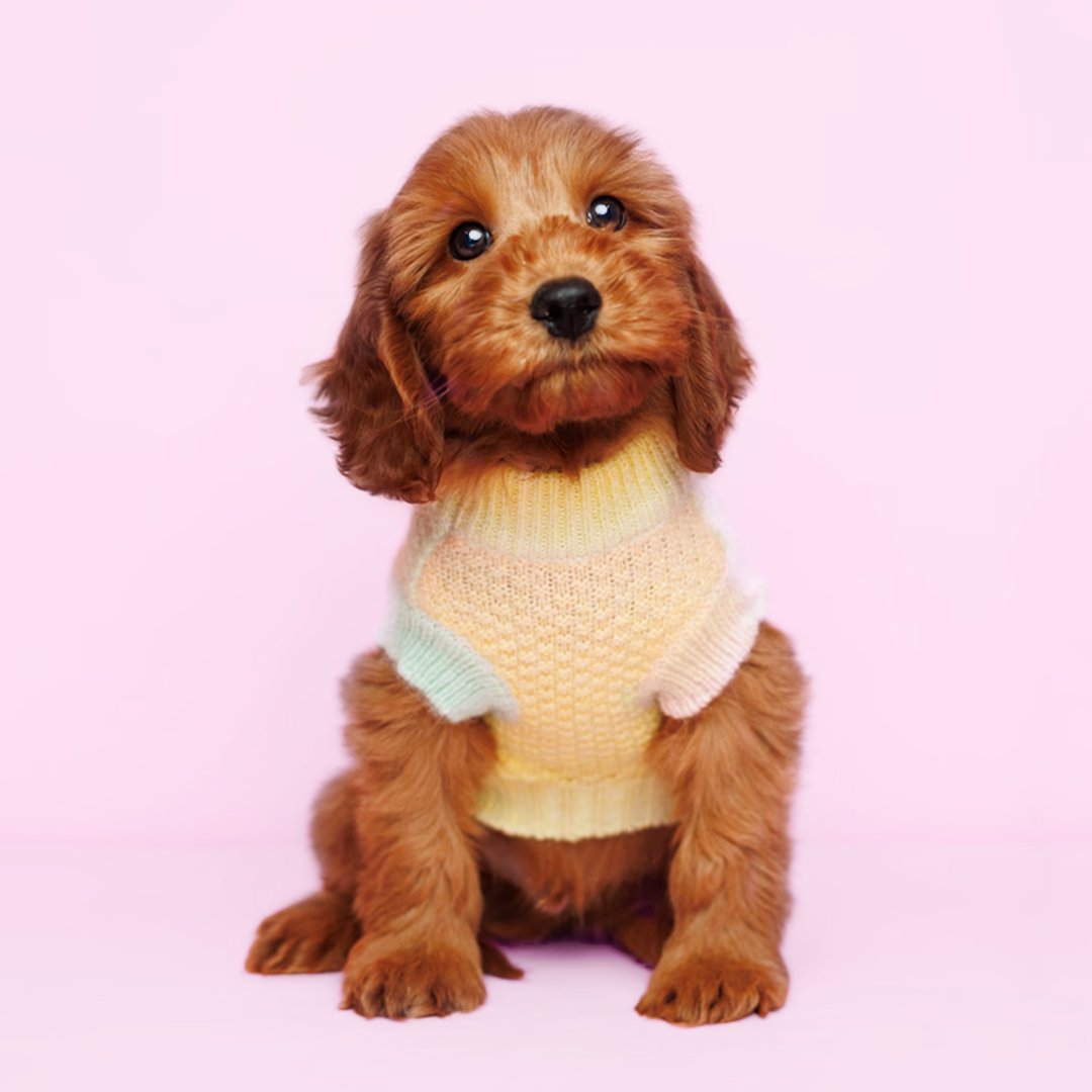ForeverLovePups's tweet photo. Exciting news from Forever Love Puppies: A new batch of cuddly puppies has just made their debut! This little bundle of joy is ready to fill your life with endless affection and companionship. Visit us now to discover your perfect furry friend among our newest arrivals! https://t.co/UrB002yfqT