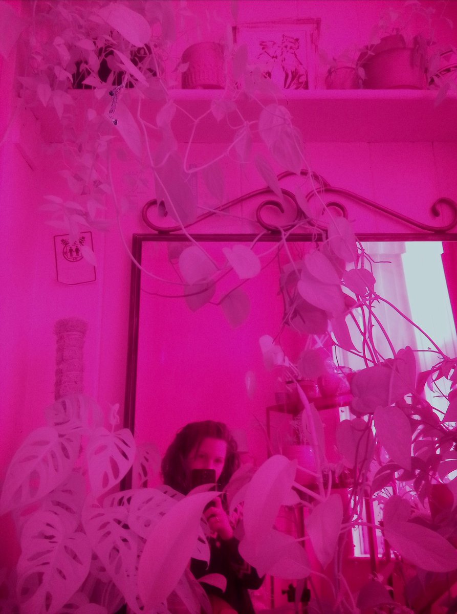 dora_adorjan's tweet photo. First ever (?) @GenoplantMini plant selfie
@genoplant
#plantselfie
#pinkworld
#pinkplants
#purpleleaves
#plantgadget
#plantAI https://t.co/bBn6HPtXfq