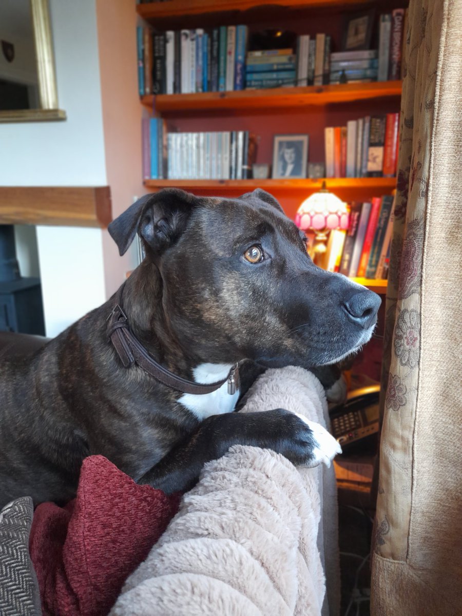 MsJoanneHeywood's tweet photo. When there's a squirrel in the tree...! ๐ฟ
#squirrelwatching #totalfocus #handsomeboy ๐๐พ๐ https://t.co/a0o8Gow5kt