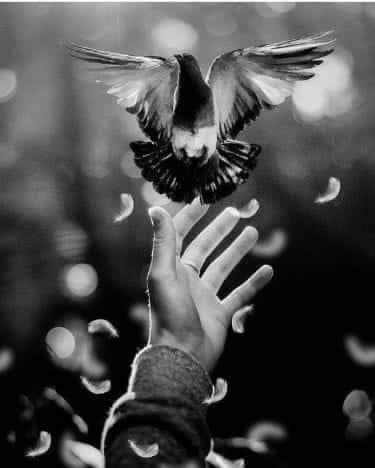 إذا كنت تريد أن تعيش حياة سعيدة، فلا تفكر في الماضي، ولا تقلق من المستقبل، وركز على الحاضر تماماً.. 🖤