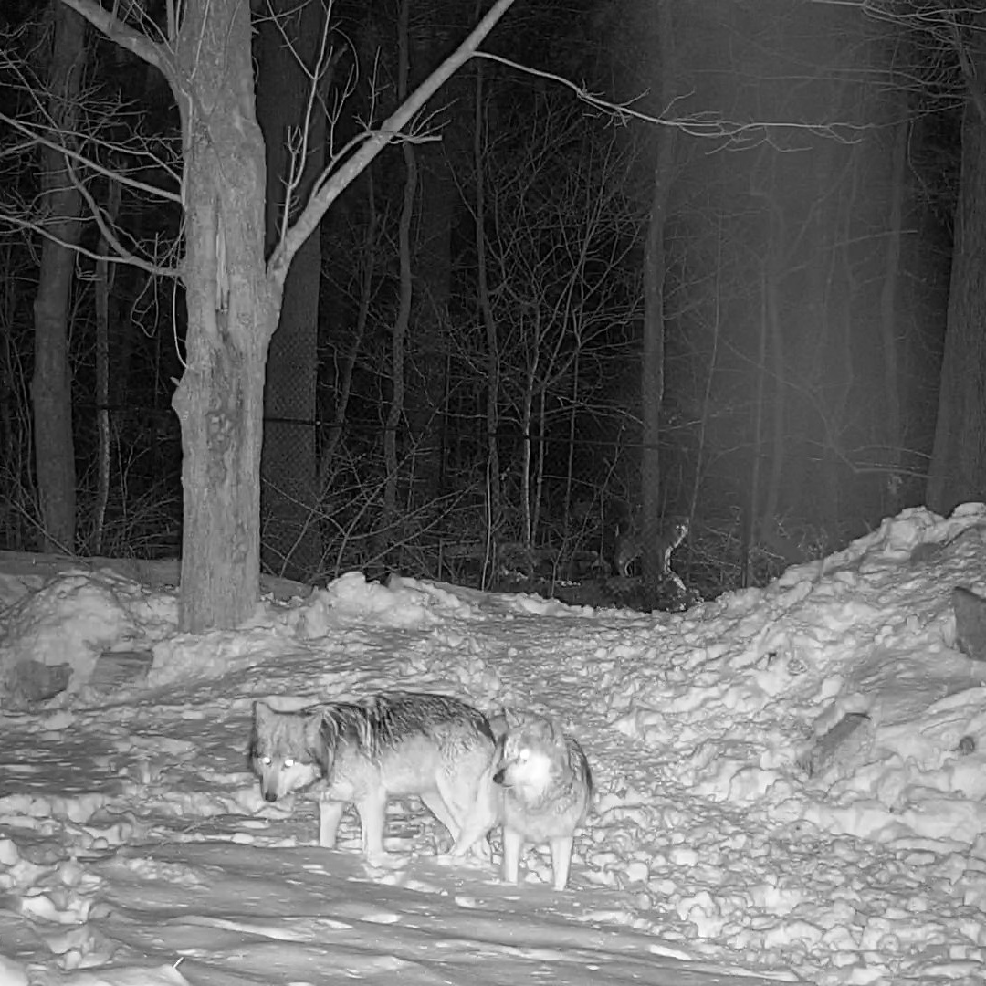 MATING TIE ALERT ❤️🐺 Mexican gray wolves Trumpet + Lighthawk engaged in a 'copulatory tie' last night! Mark your calendars - could pups arrive in ~63 days? P.S. If you look closely you'll see one of their sons watching in the distance - parents never get any privacy!