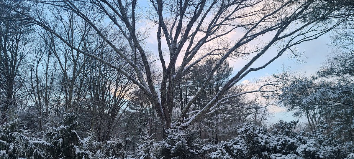 Snowy scenes from my backyard in Rhode Island. Yeah, yeah, I know it's probably nothing new for most of you. But this Californian's 1st #winter in New England is full of new experiences, especially after living several decades in Hawaii.