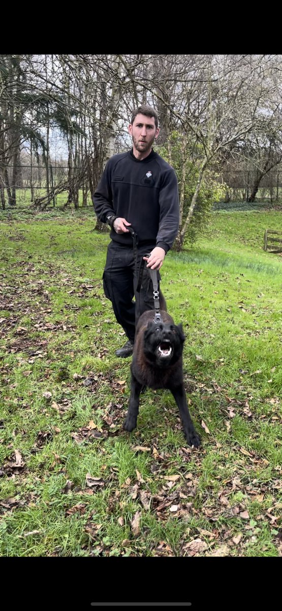 Congratulations to GPD Louis and his handler passing his initial course and assessment today at @hmpbelmarsh with flying colours. This team will be working at @HMP_Woodhill 👏🏻👏🏻 #workingdog #prisondogs #MOJ #HMPPS