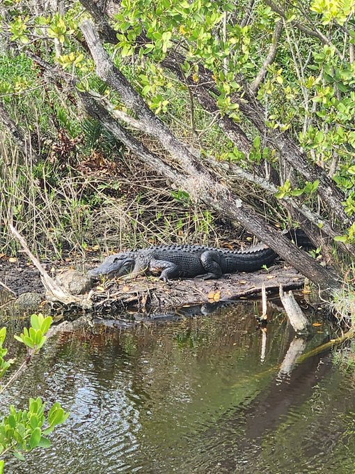 It's a hot af FL day &amp; I've seen 4 gators in less than 5 min. Stay safe out there y'all https://t.co