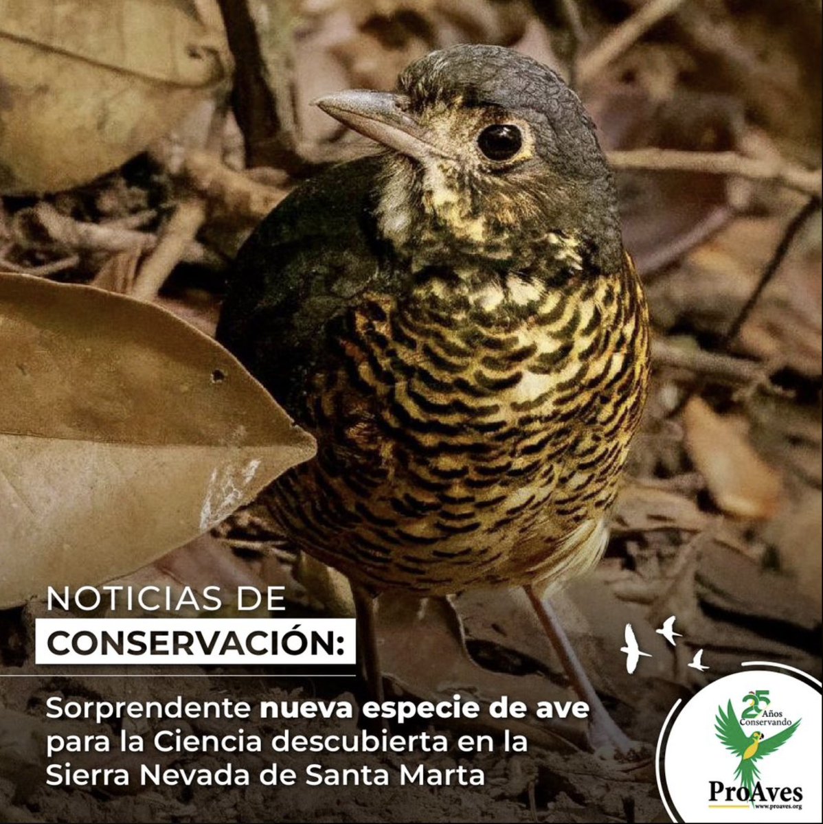 #NoticiasDeConservación @ProAvesColombia Nueva especie de ave para la Ciencia descubierta en la Sierra Nevada de Sta Marta🇨🇴 Colombia es el país número 1 del mundo en aves con 1.979 especies registradas y todavía se pueden encontrar nuevas especies #COP16 proaves.org/sorprendente-n…