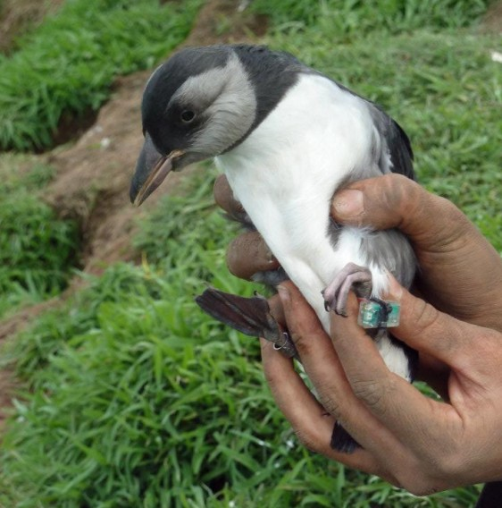 🌊 New in SEABIRD 36 (Early Release) 🌊

Annette Fayet, Akiko Shoji &amp; Tim Guilford
'Post-fledging movements of Atlantic Puffins from Skomer Island'

#SeabirdJournal
seabirdgroup.org.uk/seabird-36-1 🔗

📷: <a href="/AnnetteFayet/">Annette Fayet</a>