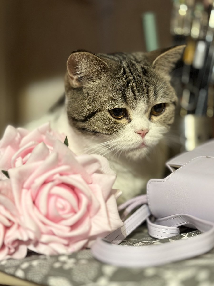 magischestuk tweet media