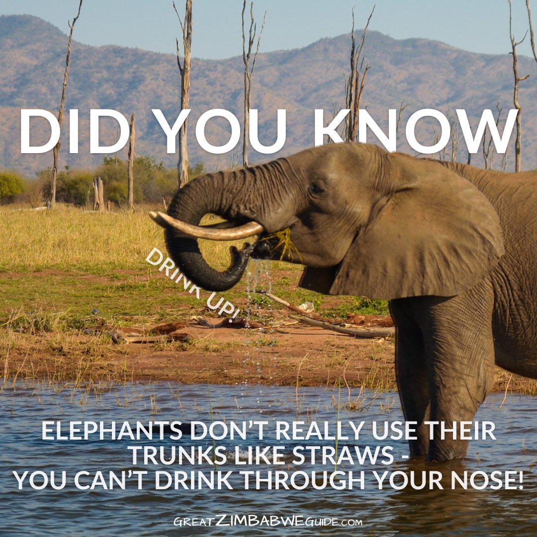 Here's a fantastic real-life example of a wild African elephant drinking water on the shores of Lake Kariba in Zimbabwe, Africa.
Follow us for more wildlife info and inspo 
#funfacts #elephants #naturalhistory #africanelephant #africa #wildlife #wildlifelover #didyouknow #trunk