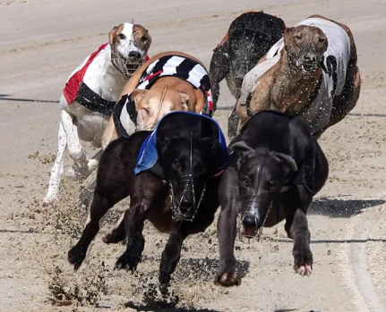 HoveRacing's tweet image. Sunday 18-2-24 final card
@HoveGreyhounds 

First race 1.51pm

Hit the link for full form👇
assets.cj1.in/imminent-otter…

#theplacetorace
#freeentry