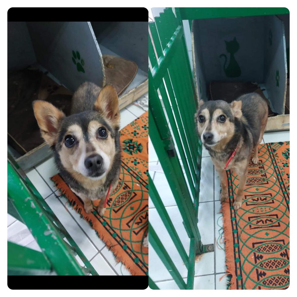 NON CE L'HO FATTA....NON POTEVO FAR ANDARE ONDINA IN UN CANILE LONTANO, UN NUMERO TRA CENTINAIA DI CANI....LEI HA DOVUTO LASCIARE IL SUO PAPÀ UMANO MALATO TERMINALE, LEI HA IL CUORE A PEZZI😪
PERÒ VOI DOVETE AIUTARMI ,HA 8 ANNI PESA 7 KG  NOCERA INFERIORE 🙏
347 6686666