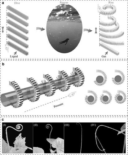 A recent article "Interference Morphology of Free-Growing Tendrils and Application of Self-Locking Structures" is #FreeAccess through February 22, 2024: liebertpub.com/doi/10.1089/so…